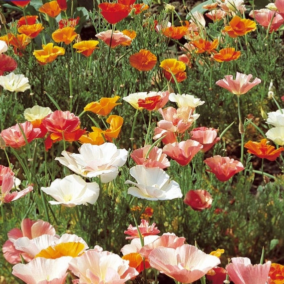 Pavot de Californie à fleurs simples en mélange - Eschscholzia californica