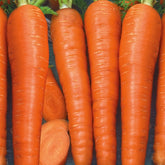 Carotte longue d'automne et d'hiver Berlikumer 2 Bio - Daucus carota berlikumer 2 - Graines de fruits et légumes Bio
