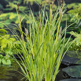 Laîche des rives - Carex riparia - Plantes