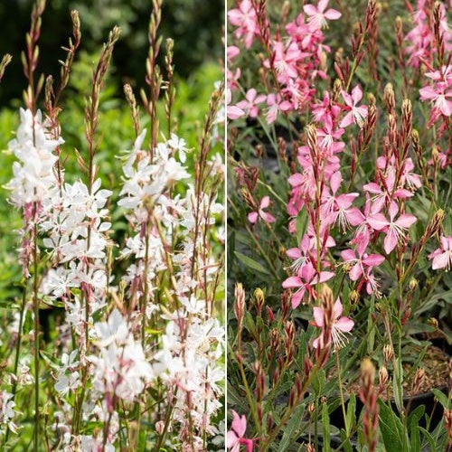 2 Gauras blanc et rose en mélange - Gaura lindheimeri (blanc +siskiyou pink) - Plantes