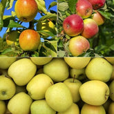 Collection de Pommiers : Reine de reinettes, Cox's, Golden Delicious - Willemse
