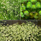 3 plantes oxygénantes en mélange - Willemse