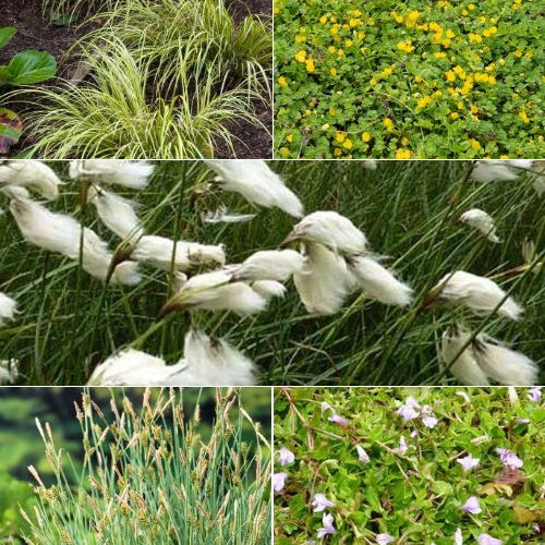 5 plantes de bassin favorables aux insectes en mélange - Acorus, Carex, Eriophorum, Mazus, Lysimachia, Thulbachia - Plantes