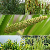 5 plantes de bassin purificatrices en mélange 'Clear Water' - Acorus, Carex, Iris, Phragmites, Sparganium, Typha - Plantes aquatiques