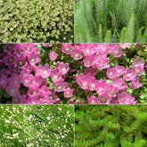 5 plantes de bassin oxygénantes en mélange - Anagallis, Bacopa, Hippuris, Hydrocotyle, Myriophyllum, Scirpus - Plantes aquatiques