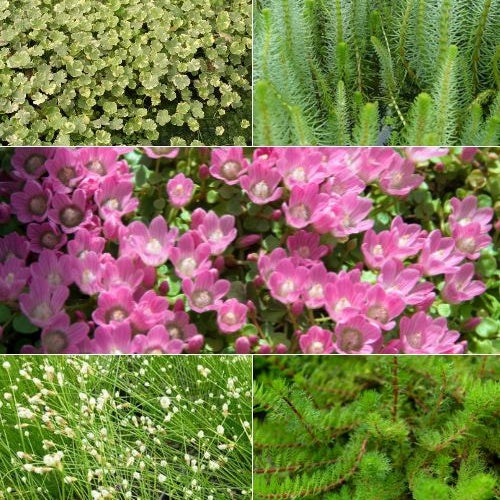 5 plantes de bassin oxygénantes en mélange - Anagallis, Bacopa, Hippuris, Hydrocotyle, Myriophyllum, Scirpus - Plantes