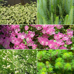 5 plantes de bassin oxygénantes en mélange - Willemse
