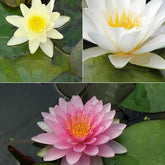 3 Nénuphars roses - jaunes - blancs - Nymphaea - Plantes aquatiques