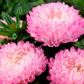 Reine Marguerite Garden Jewel Rose - Willemse