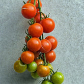 Tomate cerise BIO - Solanum lycopersicum - Potager