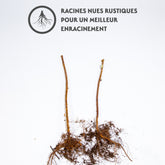 Framboisier remontant Paris - Rubus idaeus paris - Framboisier
