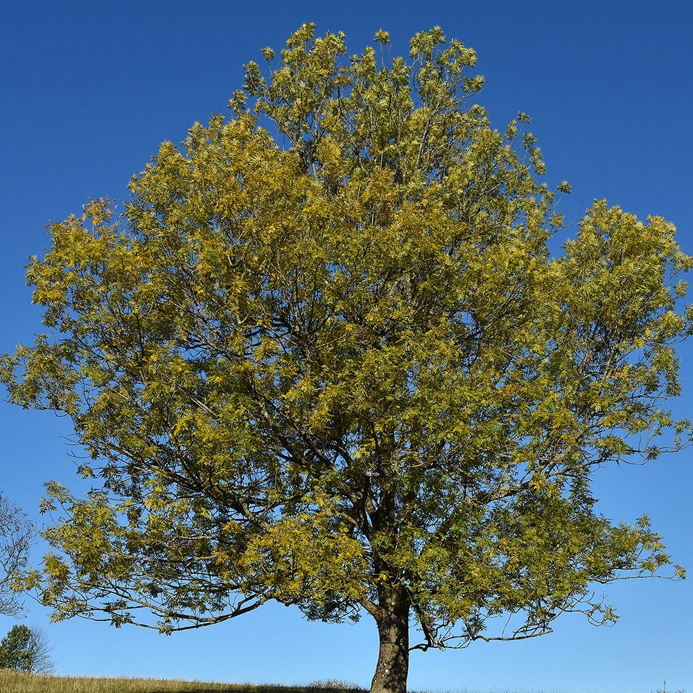 Frêne élevé - Fraxinus excelsior - Plantes
