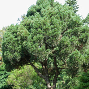 Pin sylvestre - Pinus sylvestris - Plantes