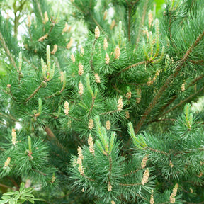 Pin sylvestre - Pinus sylvestris - Arbres