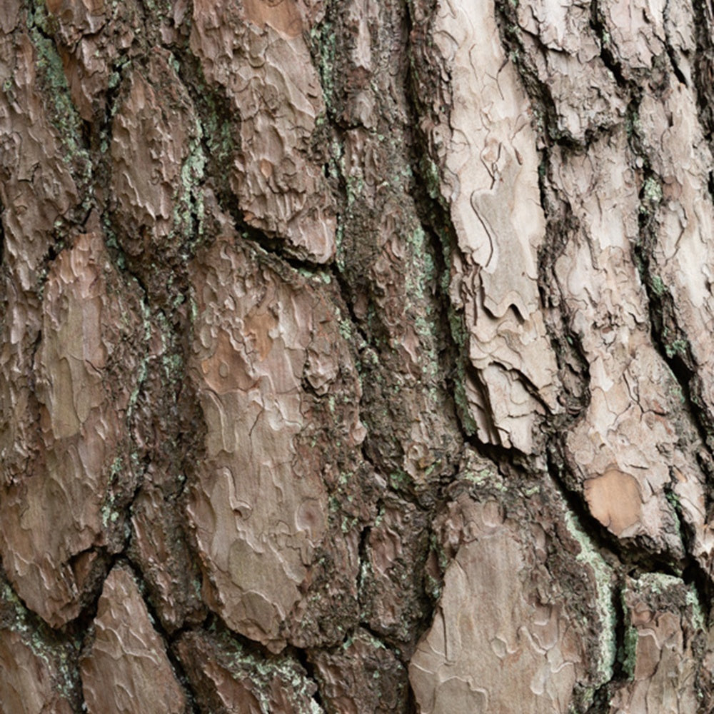 Pin sylvestre - Pinus sylvestris - Conifères