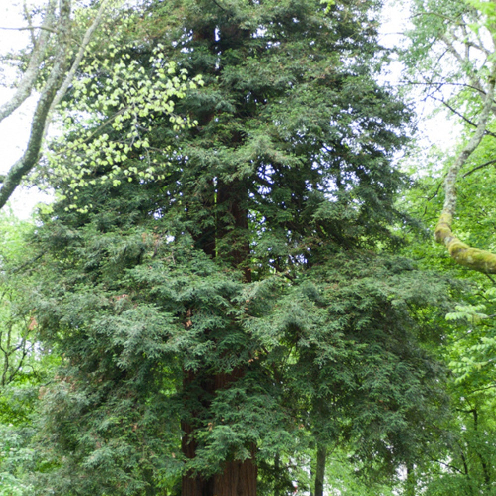 Sequoia à feuilles d'If - Sequoia sempervirens - Plantes
