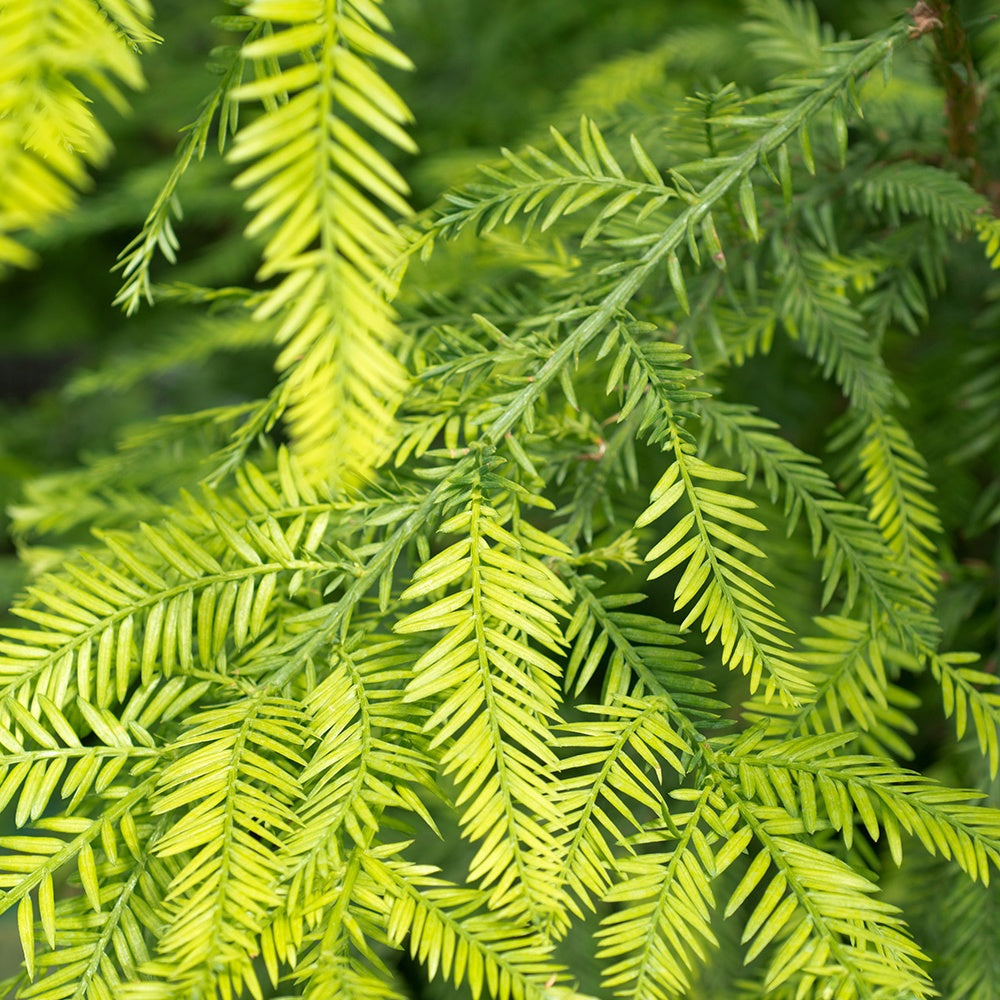 Sequoia à feuilles d'If - Sequoia sempervirens - Arbres