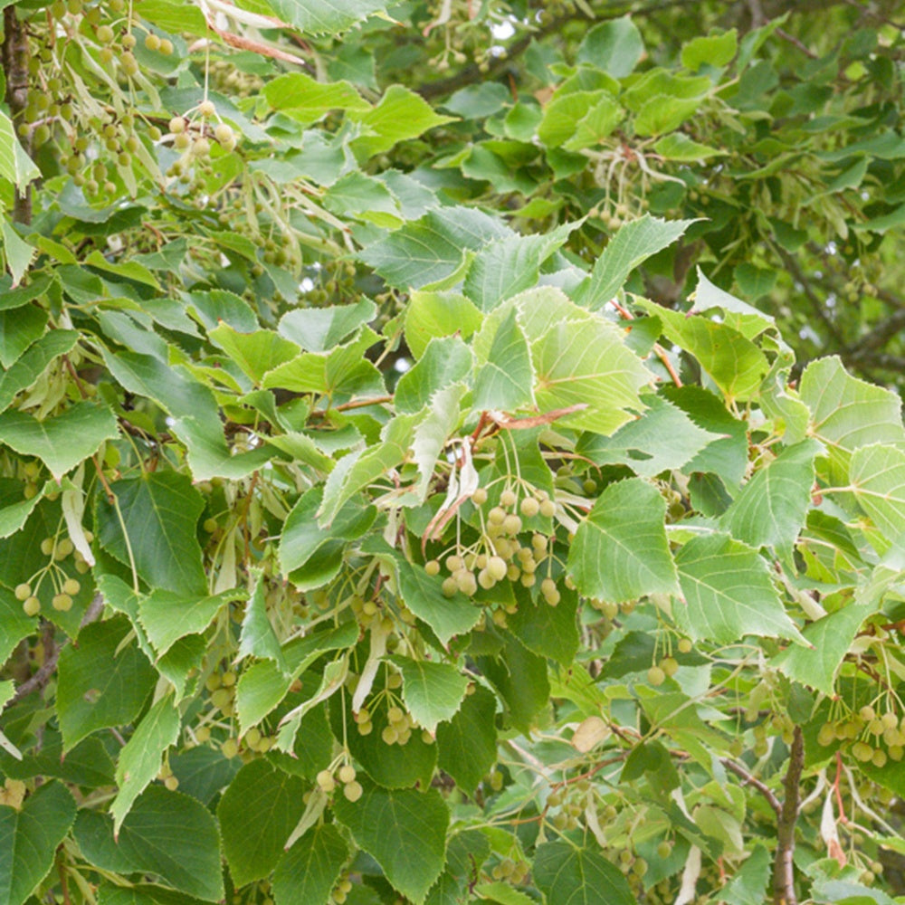Tilleul à petites feuilles - Tilia cordata - Arbres