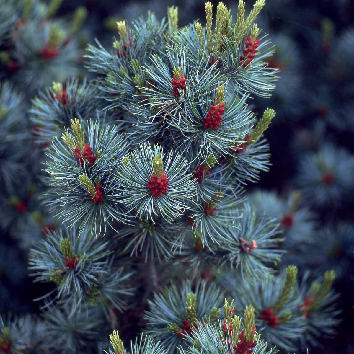 Pin blanc du Japon Negishi - Pinus parviflora ‘negishi’ - Plantes