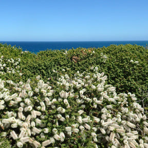 Olearia nummulariifolia - Olearia nummulariifolia