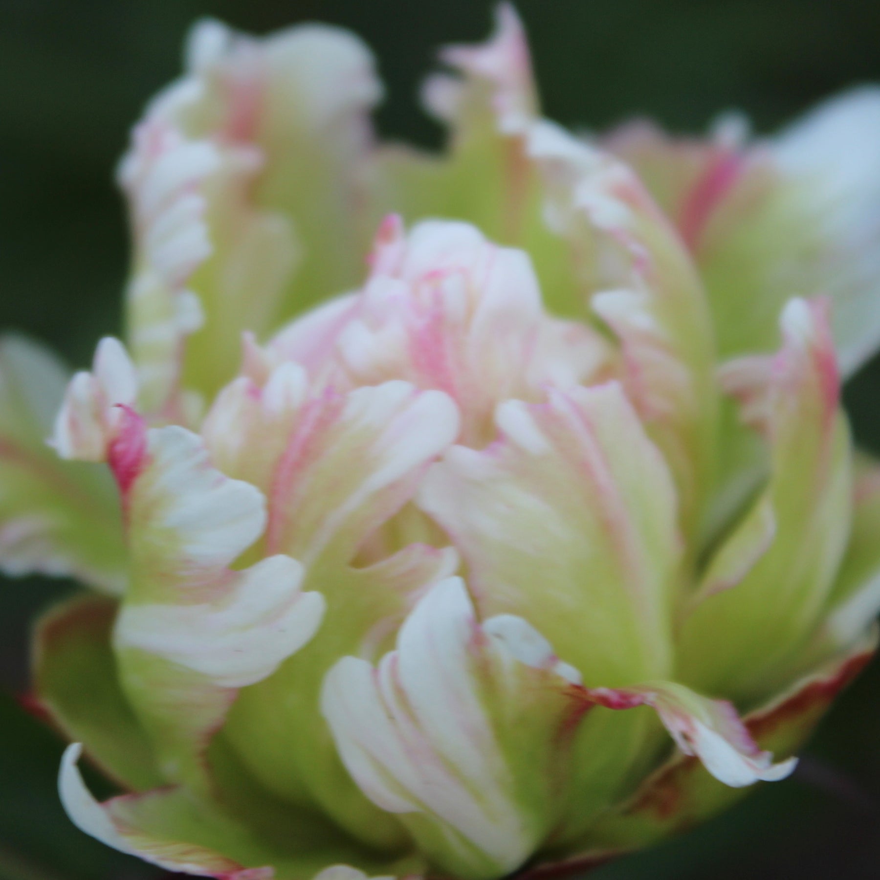 Pivoine lactiflora Green Lotus - Paeonia lactiflora 'green lotus' - Plantes