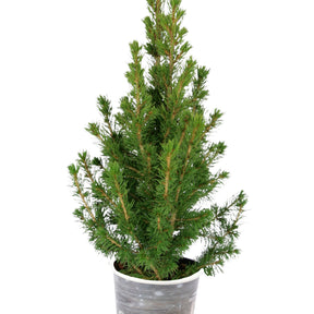 Petit sapin de Noël - Picea conica - Plantes