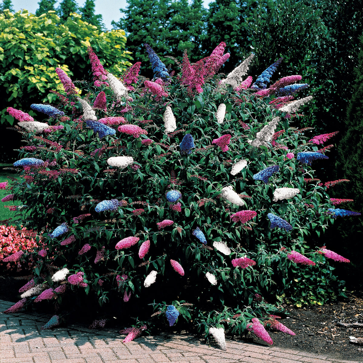 Hibiscus, véroniques, érable du japon… Comment protéger vos fleurs