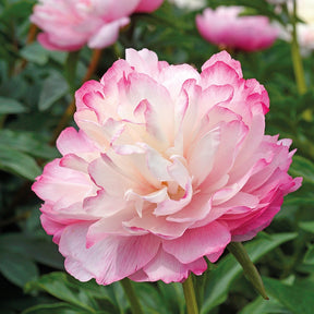 Pivoine Lactiflora Joker - Willemse