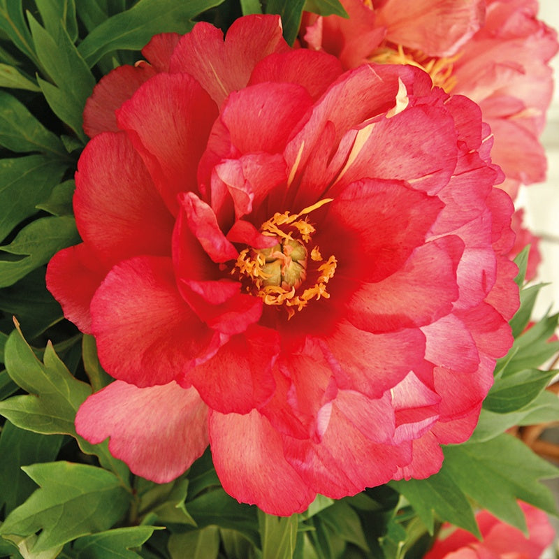Pivoine Itoh Julia Rose - Willemse