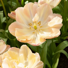8 Tulipes Crème Upstar - Willemse