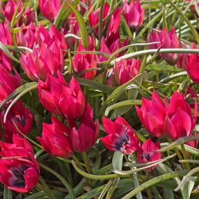 15 Tulipes Little Beauty - Willemse