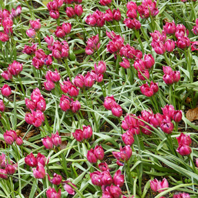 15 Tulipes Little Beauty - Tulipa little beauty - Willemse