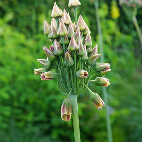 15 Alliums de Bulgarie - Allium bulgaricum