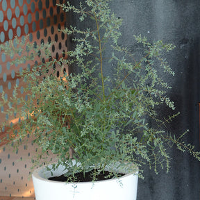 Vente Eucalyptus gunnii France Bleu ® Rengun - Eucalyptus gunnii France Bleu ® rengun