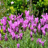 Lavande papillon The Princess ® Lavender - Willemse