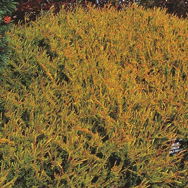 Bruyère d'été Wickwar Flame - Calluna vulgaris wickwar flame - Plantes vivaces