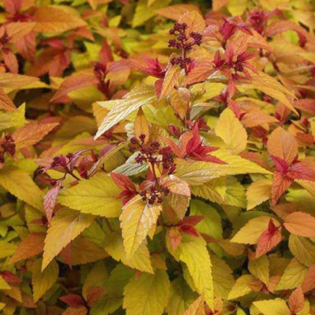 Huert Gold Spirée du Japon Hubert Gold - Spiraea japonica hubert gold