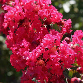 Lilas des Indes Lilas d'été Petite Red - Lagerstroemia indica petite red - Plantes