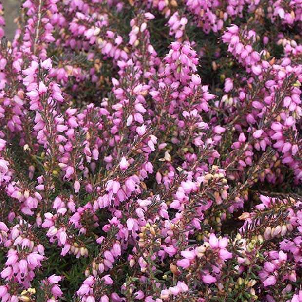 Bruyère d'hiver Spring Surprise - Erica darleyensis spring surprise - Plantes