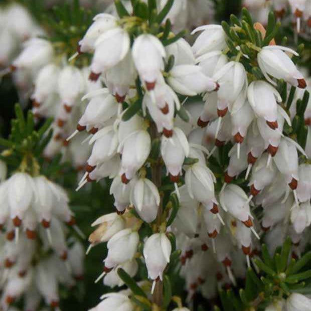 Bruyère d'hiver  Springwood White - Erica carnea springwood white - Plantes