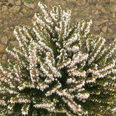 Bruyère d'hiver White Glow - Erica darleyensis white glow - Plantes