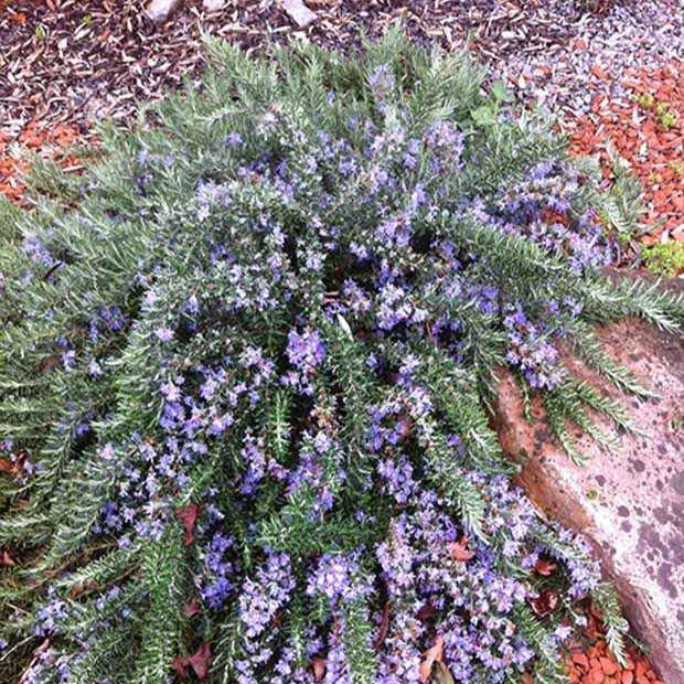 Romarin officinal rampant Pointe du Raz - Rosmarinus officinalis pointe ...
