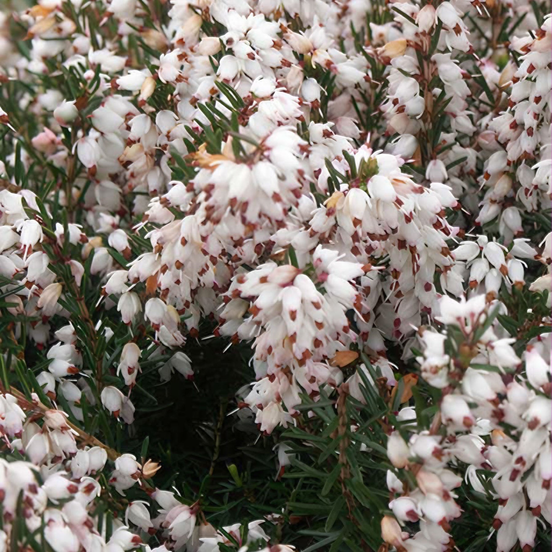 Bruyère d'hiver Silberschmelze - Willemse