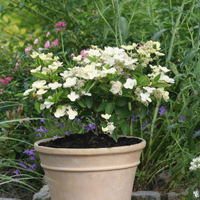 Hortensia paniculé Prim'White® Dolprim - Hydrangea paniculata prim 'white ® 'dolprim' - Plantes