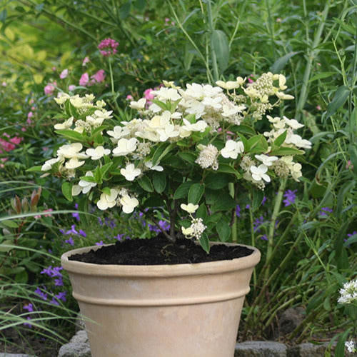 Hortensia paniculé Prim'White® Dolprim - Willemse