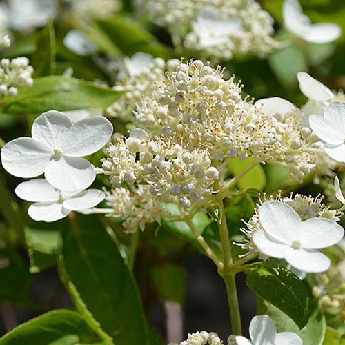 Hortensia paniculé Prim'White® Dolprim - Hydrangea paniculata prim 'white ® 'dolprim' - Arbustes