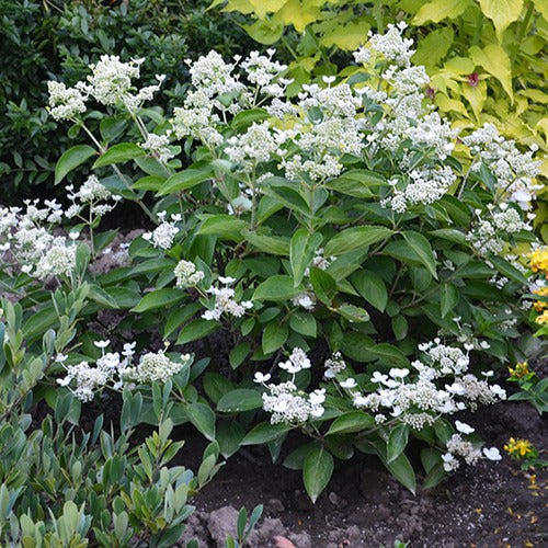 Hydrangea paniculata prim 'white ® 'dolprim' - Hortensia paniculé Prim'White® Dolprim - Hortensia paniculé
