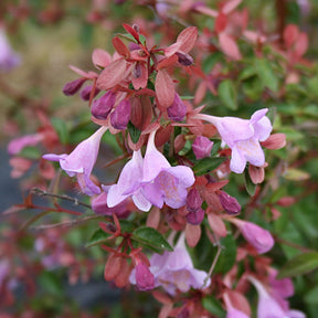 Abelia grandiflora Pink Pong ® - Abélia Pink Pong - Abelia