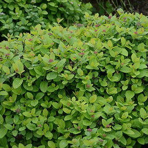 Spirée à feuilles de bouleau Pink Sparkler® - Spiraea betulifolia pink sparkler® - Arbustes