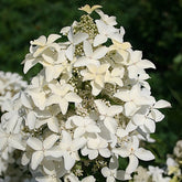 Hortensia paniculé Magical® Starlight - Hydrangea paniculata magical ® starlight - Plantes